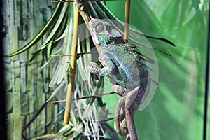 Big lizard in terrarium
