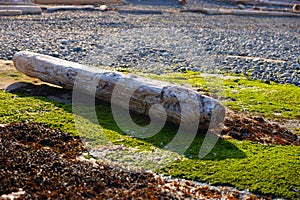 BIg log lying on the river shore in some moss