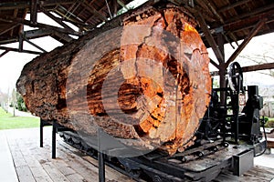 Big log at Snoqualmie