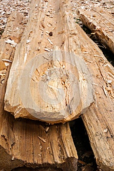 Big logs with carved middle