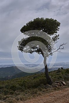 A big lonely pine tree, beside a road