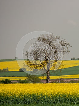 A big lonely tree in the yellow fields of Canola in Slovakia