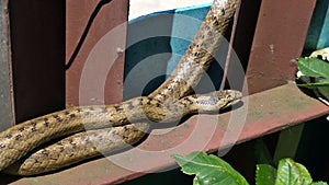 Big long columbrid snake on the fence.