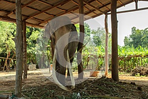 Big Long elephant tusks in Surin,Thailand