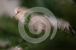 Gato manchando árbol de navidad 