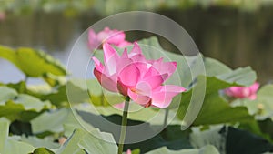 Big Lotus flower close up on green leaves background