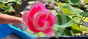 Big lotus flower Sam Roi yot