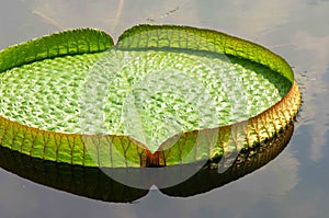 Big lotus leaf