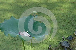 a Big Lotus leaf. at lotu pool, at summer