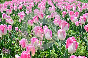 Big Love Tulips at Windmill Island Tulip Garden