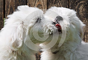 Big love: two baby dogs - Coton de Tulear puppies - kissing with