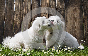 Big love: two baby dogs - Coton de Tulear puppies - kissing.