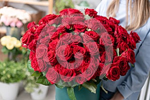 Big luxury bright bouquet in the hands of a cute girl. One hundred of garden red roses. Color passionately scarlet