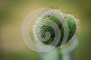 Big macro shot of a closed poppy