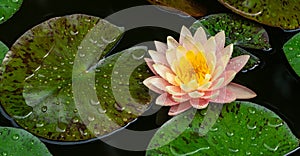 Big magic pink water lily or lotus flower Perry`s Orange Sunset with spotted colorful leaves in garden pond. Close-up of Nymphaea