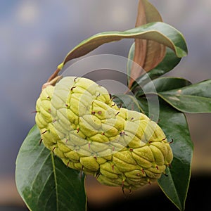 Magnolio fruit photo