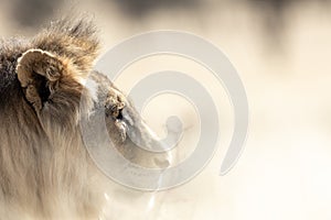 Big Main Male Lion in the Kgalagadi