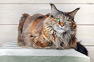 Big maine coon cat looks at the camera and lies on the bedspread. Portrait fluffy tortoiseshell cat with green eyes on the couch 