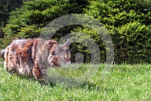 Big Maine Coon cat stalks on green lawn in summer Sunny garden.