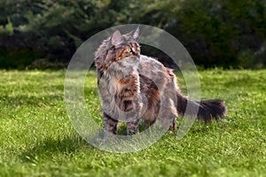 Large Maine Coon cat walks on green lawn in summer sunny garden.