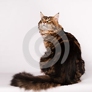 Big mainecoon tabby brown color on white