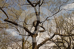 Big majestic buding trees on a spring day in the park