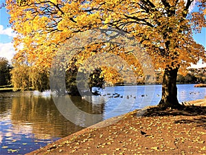 Big majestic maple tree with golden yellow leaves on the river bank.