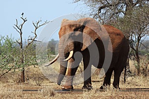 The big male of african bush elephant Loxodonta africana, also known as the African savanna elephant is covered by orange dust