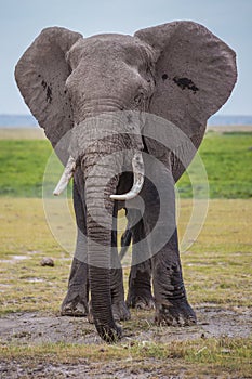 Big male African elephant in the Amboseli national park (Kenya)