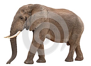 Big Male African Elephant in Musth - isolated