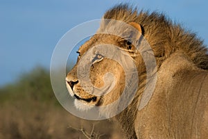 Big male African lion