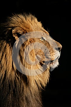 Big male African lion