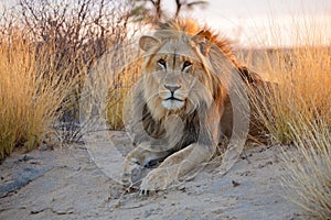 Big male African lion