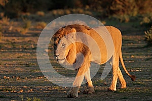 Big male African lion