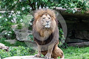 Big male african lion with brown hair posing in superior gesture