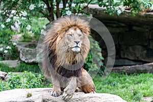 Big male african lion with brown hair posing in superior gesture