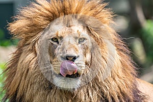 Big male african lion with brown hair posing in superior gesture