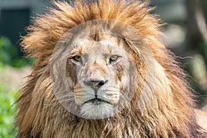 Big male african lion with brown hair posing in superior gesture