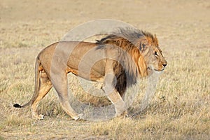 Big male African lion - Etosha