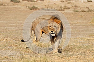 Big male African lion - Etosha