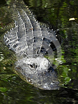 A big male alligator asserts his dominance