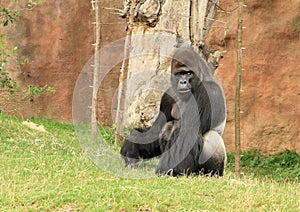Big male gorilla sitting on grass photo