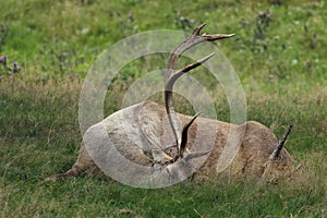 The big male of Bactrian deer Cervus elaphus bactrianus laying like a dead deer in the grass with green background