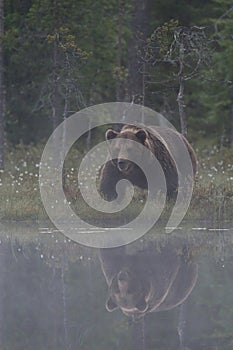 Big male bear in the bog