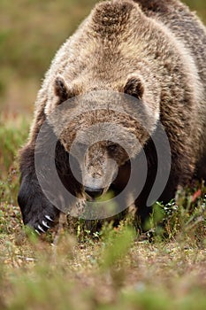 Big male brown bear approaching in the forest. Bear claws