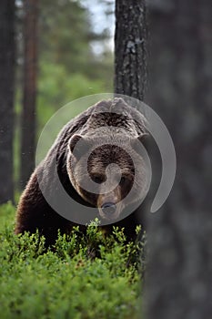 Big male brown bear in forest with powerful pose