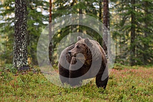 Big male brown bear in forest