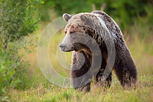 Big male brown bear walking in his territory in summer.