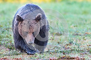 Il grande maschio marrone un orso pantano 