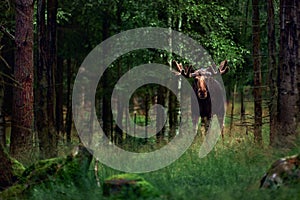 Big male Bull moose Alces alces in deep forest of Sweden. Big animal in the forest. Elk symbol of Sweden